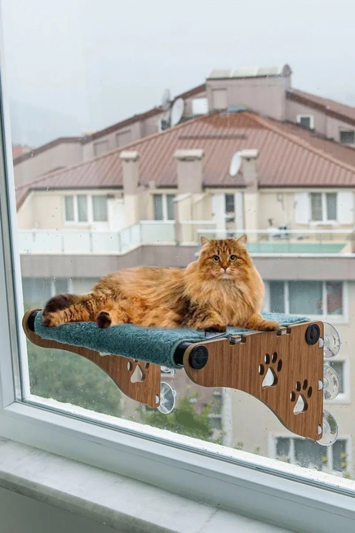 Ahşap Cama Yapışan Kedi Yatağı Vantuzlu Cam Yatağı Terası Yeşil